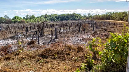 Se defrișează masiv: care sunt cifrele îngrijorătoare