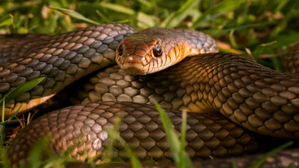 Cea mai rapidă și periculoasă reptilă din România: unde găsești Șarpele Rău, ce trebuie să știi