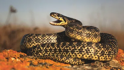 Cel mai mare șarpe care trăiește în România, balaurul Dobrogean: sursă de legende și mituri în folclor