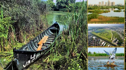 Delta din mijlocul Bucureștiului: între blocuri există un adevărat ecosistem cu animale și plante uluitoare