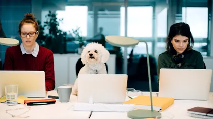 Aproape jumătate din gospodăriile din România au o pisică sau un câine. Mars le face viața mai frumoasă [P]