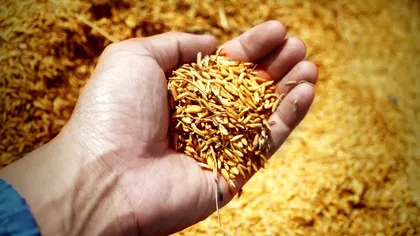 A fost România grânarul Europei? Explicația, între mit și realitate