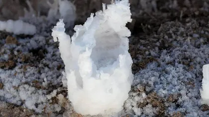 Descoperire științifică uriașă: ar putea fi cele mai vechi viețuitoare de pe Pământ descoperite până acum