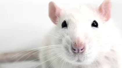 Tinerețe fără bătrânețe și viață fără de moarte? Ce au descoperit, mai nou, cercetătorii