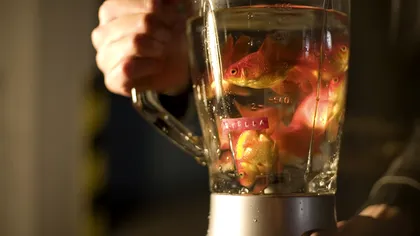 Experiment social extrem sau artă neînțeleasă? Un artist a introdus peștișori aurii în blender și a rugat vizitatorii să apese pe buton: cum au reacționat oamenii