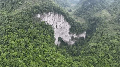 O pădure antică, descoperită în China: speciile noi pe care le adăpostește