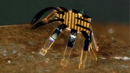 Acest „crab” este cel mai mic robot cu telecomandă construit vreodată: la ce ajută