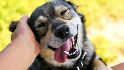 De ce sunt câinii prietenoși cu oamenii: ce indică cel mai recent studiu