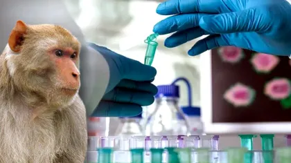 OMS, anunț despre variola maimuței: „Nu este încă o urgenţă sanitară globală”