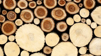 Soluția la defrișările masive de pădure: lemnul făcut în laborator