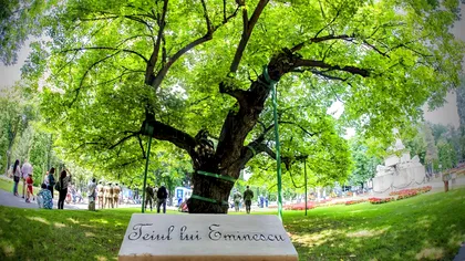 Teiul lui Mihai Eminescu și fenomenul misterios care l-a ținut “în viață” 540 de ani