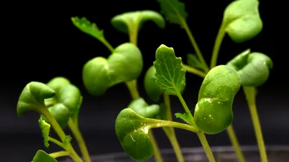 Biologia se reinventează: cum se cresc acum plante fără lumină