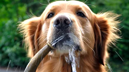 De ce beau câinii apă atât de neglijent