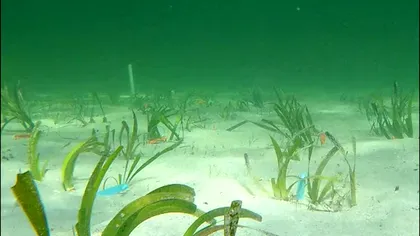 Oamenii de știință au descoperit cea mai mare plantă cunoscută din lume: unde e și ce lungime are