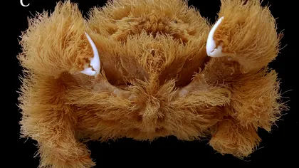 O nouă specie de crab, descoperită: ce particularitate are