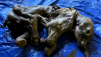 Mumia unui pui de mamut lânos, descoperită din întâmplare: cât de veche este