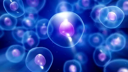 Legătura dintre stres, colapsul sistemului imunitar și îmbătrânirea prematură: ce au descoperit cercetătorii