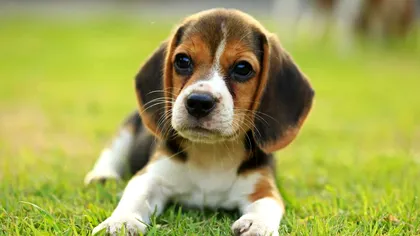 Premieră în știință: oamenii de știință au clonat cățeluși din celule editate de CRISPR