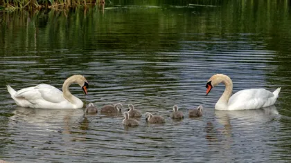 Bacteria bună care dă o mână de ajutor mediului înconjurător: cum reușește să curățe lacurile de plastic
