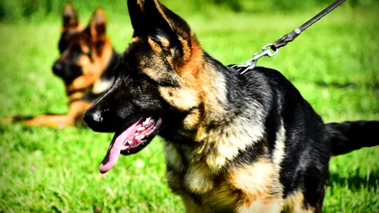 Câinii ar putea scădea nivelul criminalității în cartierul tău: ce au aflat cercetătorii