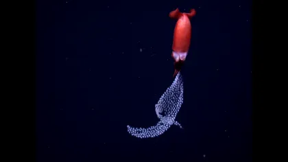 VIDEO Comportamentul bizar al unui calamar în adâncurile oceanului: ce face creatura