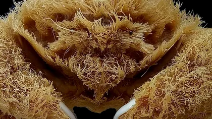 Descoperire bizară făcută de cercetători: ce este neobișnuit la acest crab pufos