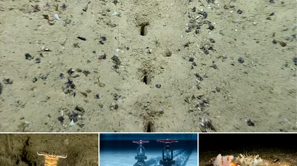 Mister pe fundul oceanului: ce sunt, de fapt, urmele găsite de cercetători