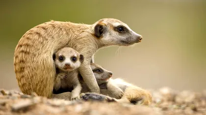 Când au apărut mamiferele, de fapt: oamenii de știință au acum răspunsul