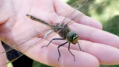 S-ar putea să te gândești de două ori înainte să ucizi o insectă: ce trăsătură profund umană ar avea