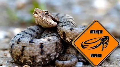 Ce trebuie să știi dacă te mușcă o viperă: aceste sfaturi îți pot salva viața