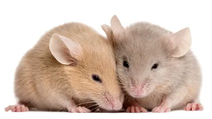 Șoarecii au fost clonați printr-o metodă inedită: ce au realizat oamenii de știință