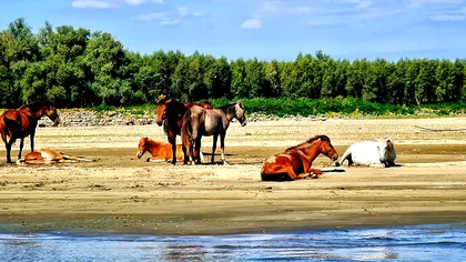 Comoara unică a României, insula Cailor: unde găsești miracolul sălbatic, cum au ajuns caii acolo, cum supraviețuiesc
