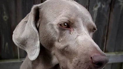 Și cățeii plâng câteodată: cât de umani sunt, ce au descoperit cercetătorii