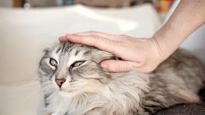 Uită tot ce crezi că știai despre pisici: ce au descoperit cercetătorii, recent