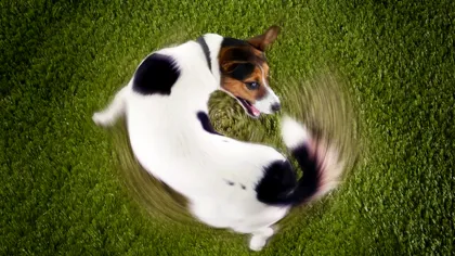 De ce au animalele cozi, dar oamenii nu: teoria oamenilor de știință