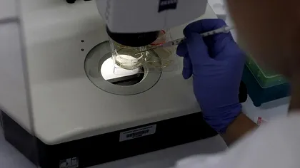 Cercetătorii au creat un embrion „sintetic”: la ce ar putea ajuta inovația