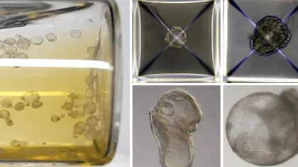 Un nou succes în știință. Cercetătorii au creat primul embrion sintentic de șoarece: cum au făcut asta