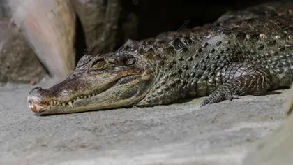 Manifest inedit la Grădina Zoologică din Londra: ce au pus angajații în locul unui crocodil, de ce au făcut asta