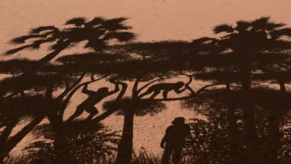 Descoperire controversată: când au apărut primii oameni bipezi