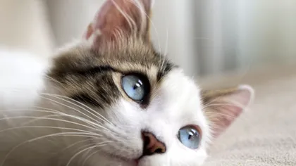 10 mituri despre pisici pe care le credeai adevărate