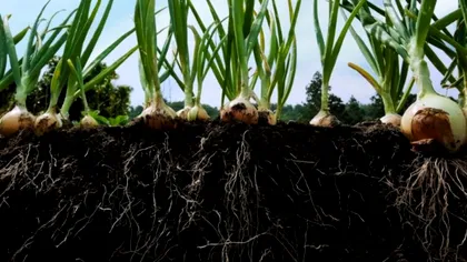 Programarea plantelor ne poate salva: cum se pot adapta acestea la schimbările climatice