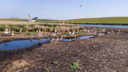 Încălzirea globală în România, tot mai gravă: ce se întâmplă cu Dunărea, fără precedent