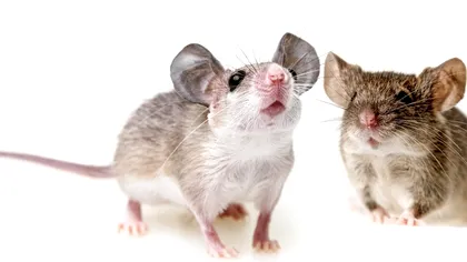 Oamenii de știință au făcut un experiment bizar cu șoareci: ce au descoperit