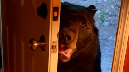 Video Momentul când un urs deschide și închide ușa locuinței pe care o vizitează. Avem de-a face cu un „musafir manierat