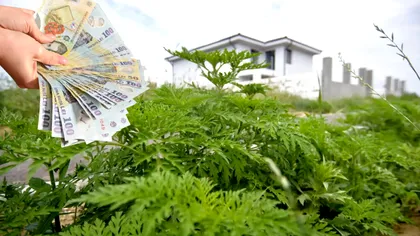 Atenție la ce lași să crească pe terenul tău: amenda fabuloasă pentru “grădină”