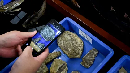 Fosilele unor pești, vechi de 400 de milioane de ani, spun povestea evoluției omului