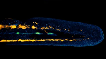 Fotografie “la microscop”: cine a câștigat Nikon Small World in Motion anul acesta