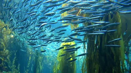 Păduri ascunse găsite adânc sub ocean, de două ori suprafața Indiei: unde sunt pădurile subacvatice