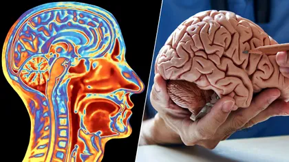 Decoperirea despre creier care va revoluționa manualele de medicină. Cerebelul are o funcție despre care nici măcar nu știam