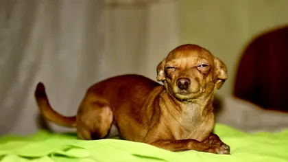 Câinele tău te „judecă” la fel de mult ca pisica ta: ce au descoperit cercetătorii